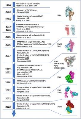 Chaperone function in antigen presentation by MHC class I molecules—tapasin in the PLC and TAPBPR beyond